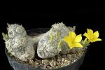 Pachypodium brevicaule Cm. 14 € 72,00